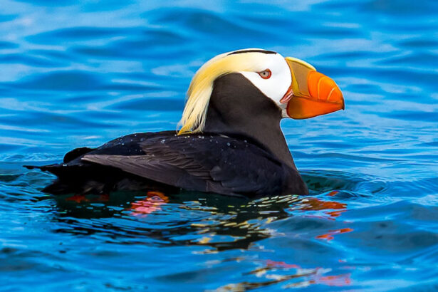 Africa-Tourism-Best-Bird-Watching-Trips-in-Africa
