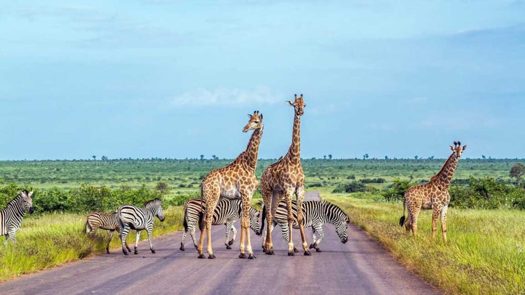 Best-Nature-&-Wildlife-Trips-in-Africa-pro-tips