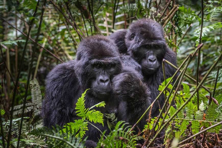 Bwindi-Impenetrable-National-Park-Uganda