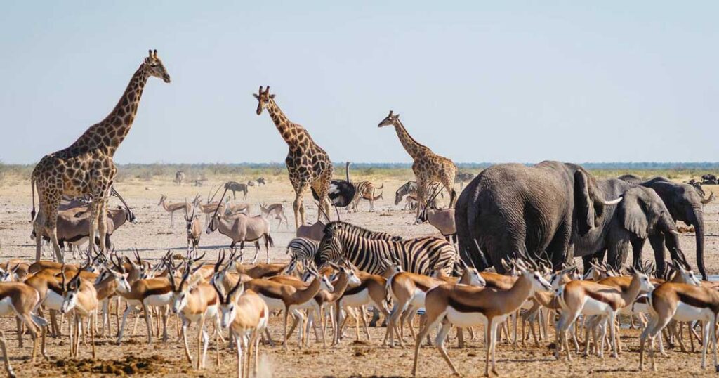 Etosha-National-Park-Namibia