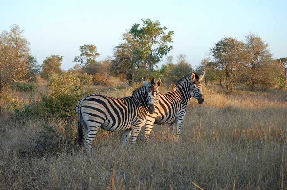 Kruger-National-Park-South-Africa