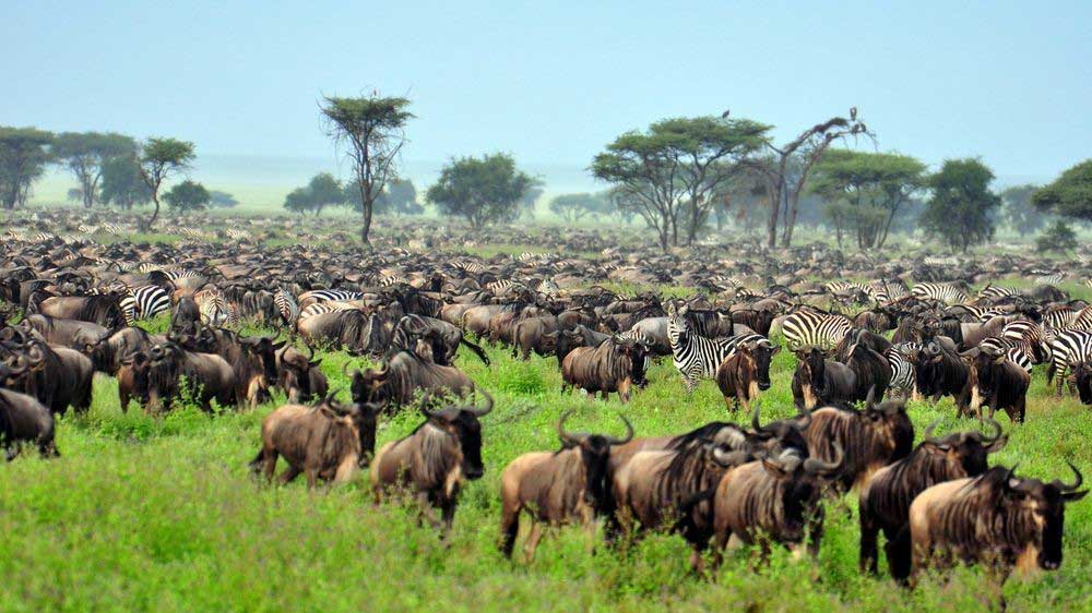 Serengeti-National-Park-Tanzania